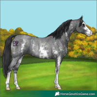 Horse Color:Midnight Blue Ice Roan Sabino Rabicano 