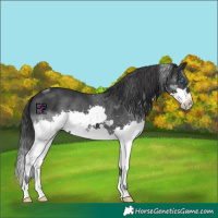 Horse Color:Black Splash 
