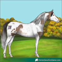 Horse Color:White Spotted Bay Dun Mushroom Splash Tobiano