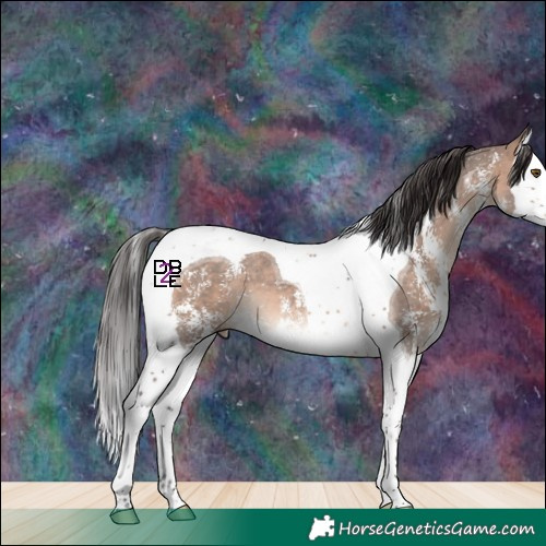 Horse Color:Bay Dun Mushroom Sabino Splash Tobiano 