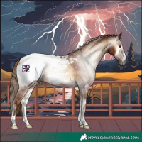 Horse Color:Gray Red Onyx Appaloosa