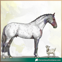 Horse Color:Nacre Smoky Black Appaloosa 