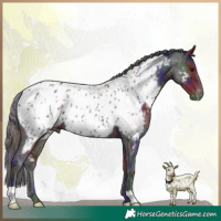 Horse Color:Nacre Smoky Black Appaloosa