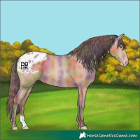 Horse Color:Nacre Amber Champagne Appaloosa