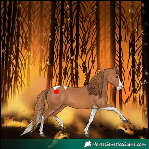Horse Color:Chestnut Splash Tobiano 