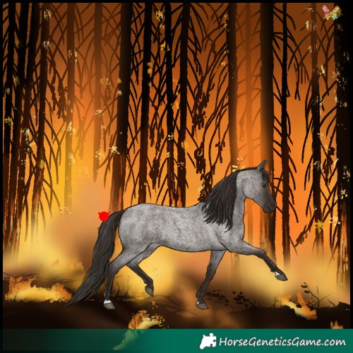 Horse Color:Liver Red Roan 