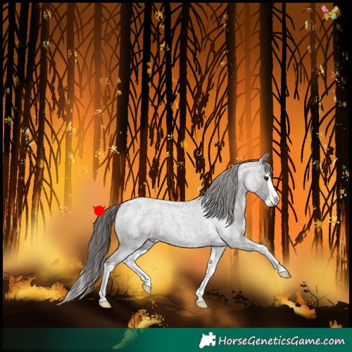Horse Color:Liver Red Roan Splash Appaloosa 
