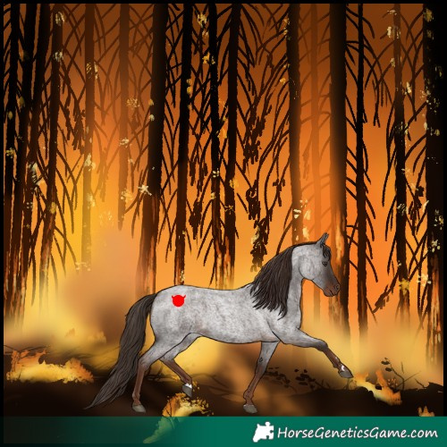 Horse Color:Liver Red Roan
