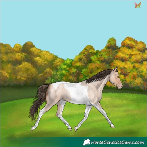 Horse Color:Amber Champagne Roan Tobiano 