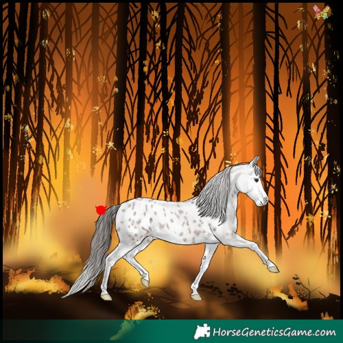 Horse Color:Liver Red Dun Roan Splash Appaloosa 