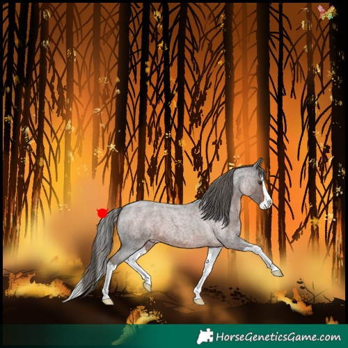 Horse Color:Liver Red Roan Splash Appaloosa 