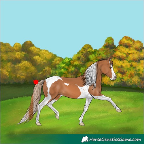 Horse Color:Chestnut Splash Tobiano 