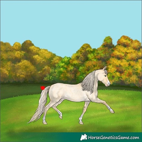 Horse Color:Gold Cream Champagne Roan