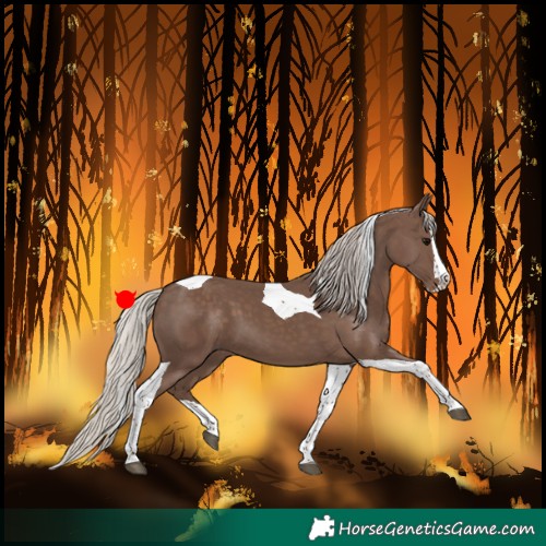 Horse Color:Silver Black Splash Tobiano 