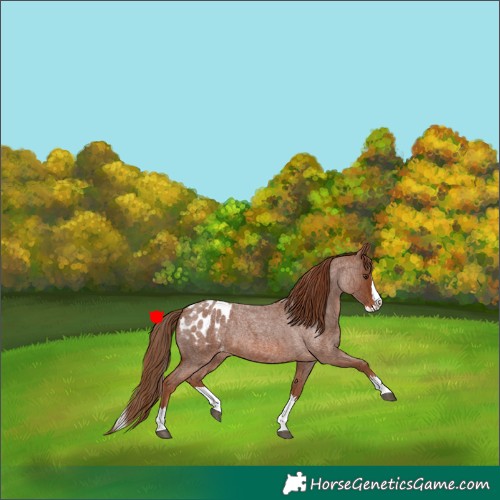 Horse Color:Red Roan Splash Appaloosa