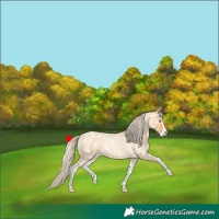 Horse Color:Gold Cream Champagne Roan Splash 
