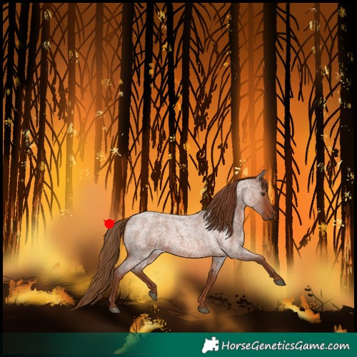 Horse Color:Red Roan 