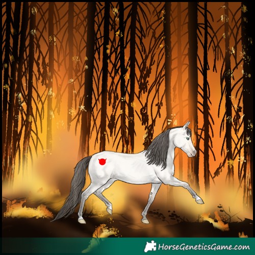 Horse Color:Amber Cream Champagne Roan Dun 