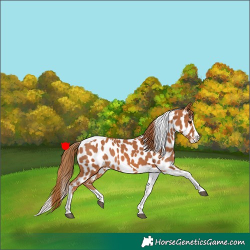 Horse Color:Chestnut Splash Tobiano Appaloosa 