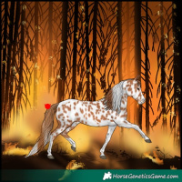 Horse Color:Chestnut Splash Tobiano Appaloosa 
