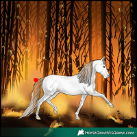 Horse Color:Chestnut Splash Tobiano Appaloosa