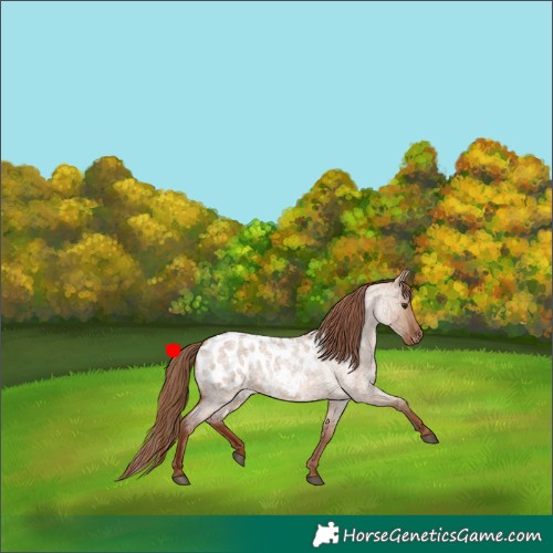 Horse Color:Red Dun Roan Appaloosa 