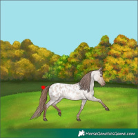 Horse Color:Red Dun Roan Appaloosa