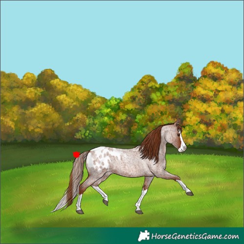 Horse Color:Red Roan Splash Appaloosa