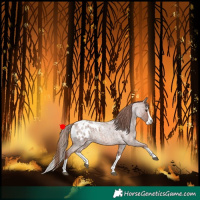 Horse Color:Red Roan Splash Appaloosa 