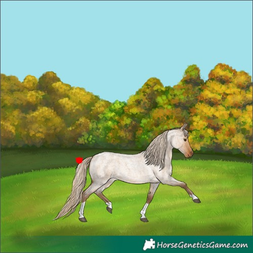 Horse Color:Chocolate Palomino Roan Dun Tobiano