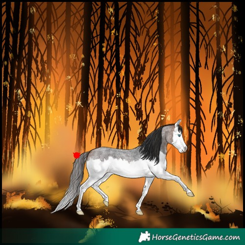 Horse Color:Bay Roan Splash 