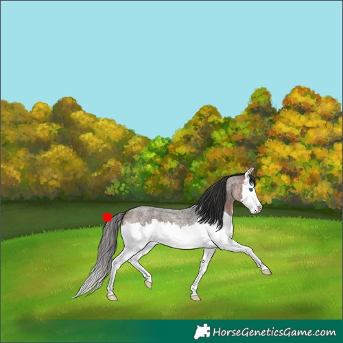 Horse Color:Bay Roan Splash 