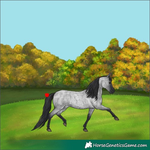 Horse Color:Blue Roan 