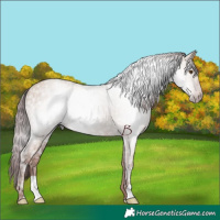 Horse Color:Gray Chocolate Classic Champagne Ice Dun 
