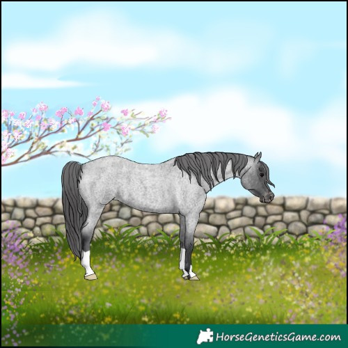 Horse Color:Blue Roan Appaloosa 