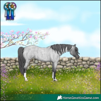 Horse Color:Blue Roan Appaloosa