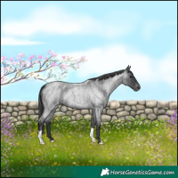 Horse Color:Blue Roan Appaloosa 