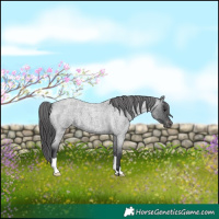 Horse Color:Blue Roan Appaloosa 