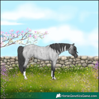 Horse Color:Blue Roan Appaloosa 