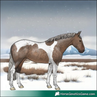 Horse Color:Silver Brown Dun Tobiano Rabicano 