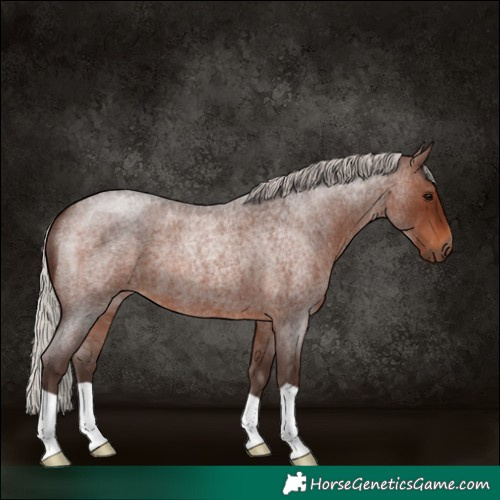 Horse Color:Silver Brown Roan