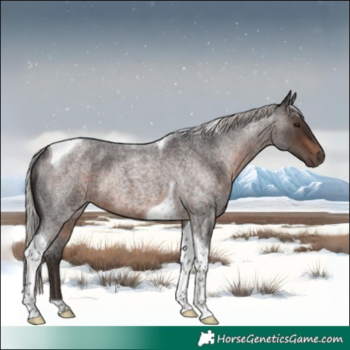 Horse Color:Silver Brown Roan Tobiano Rabicano 
