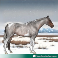Horse Color:Silver Brown Roan Tobiano Rabicano 