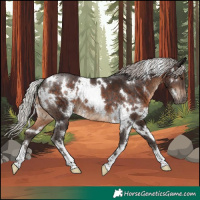 Horse Color:White Spotted Silver Brown