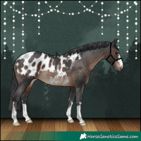 Horse Color:Brown Appaloosa Rabicano
