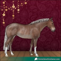 Horse Color:Silver Black Rabicano