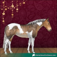 Horse Color:Silver Buckskin Tobiano Rabicano