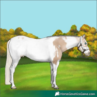 Horse Color:Chocolate Palomino Pearl Tobiano Frame  and White Spotted Chocolate Palomino Pearl Tobiano Frame 