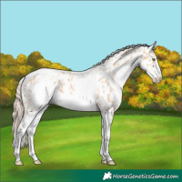Horse Color:White Spotted Gold Champagne Frame Appaloosa 