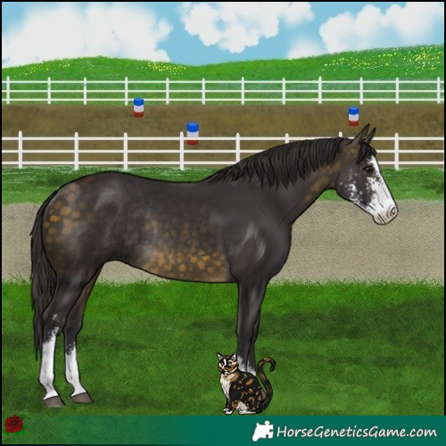Horse Color:Buckskin Sabino Rabicano